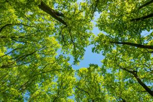 forêt