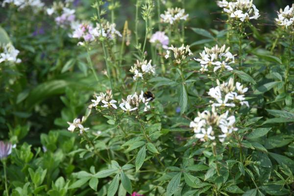 Massifs floraux