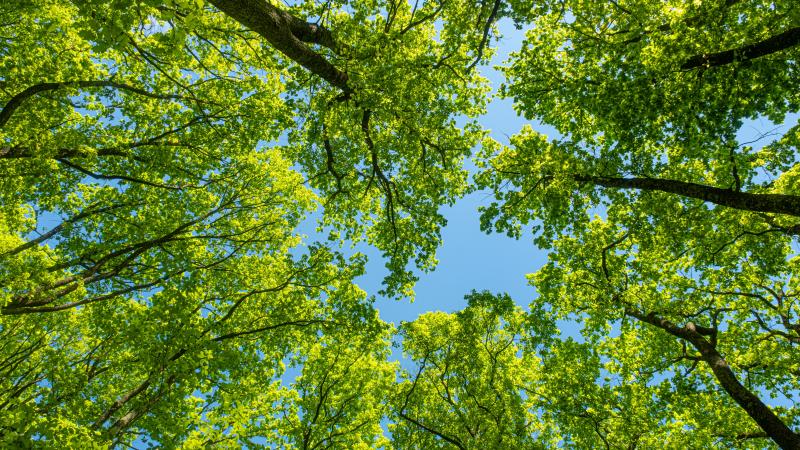 forêt